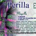 "Perilla Magilla" vs. Perilla vs. Coleus
