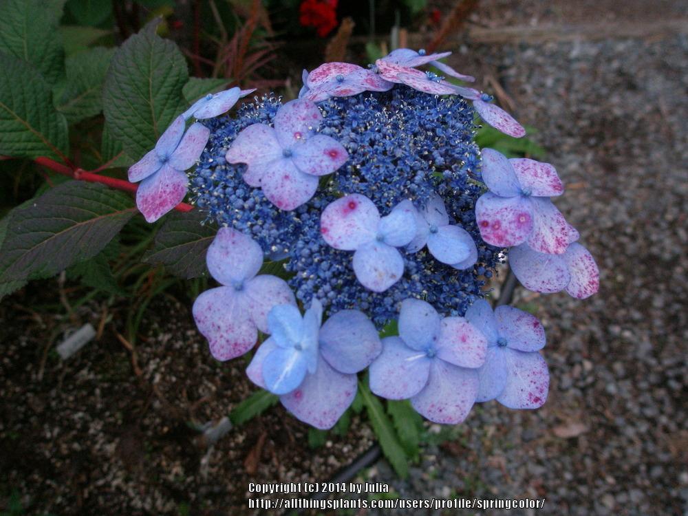Photo of Lacecap Hydrangea (Hydrangea macrophylla Endless Summer® Twist-n-Shout®) uploaded by springcolor