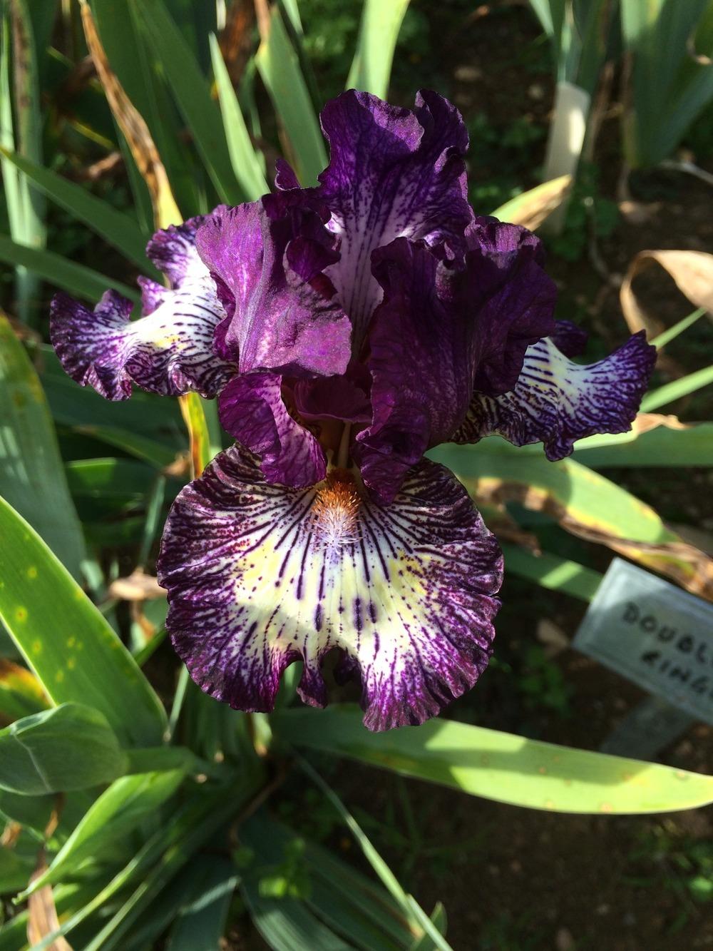 Photo of Intermediate Bearded Iris (Iris 'Fall Line') uploaded by Misawa77