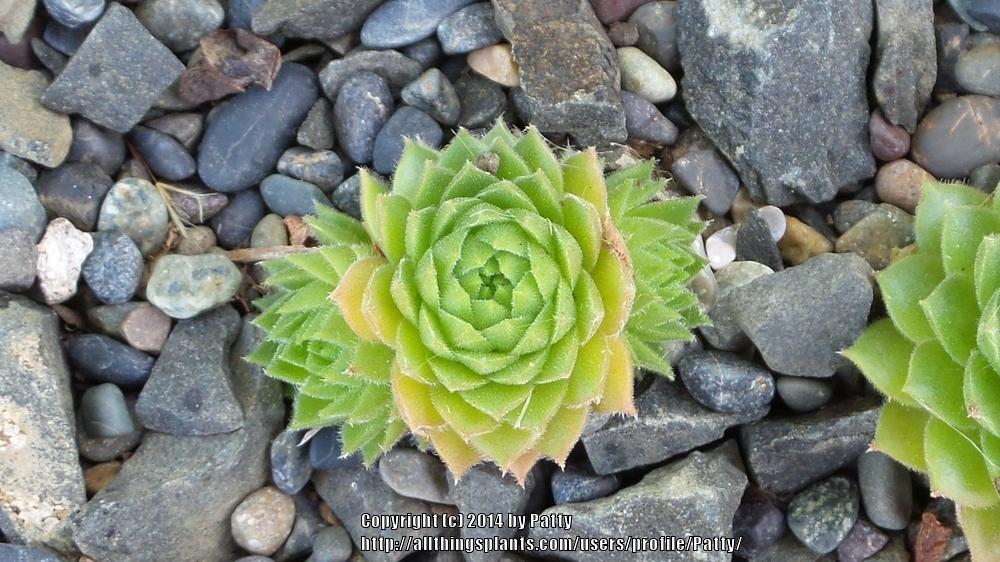 Photo of Hen and Chicks (Sempervivum 'Leocadia') uploaded by Patty