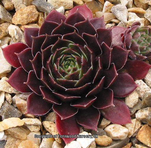 Photo of Hen and Chicks (Sempervivum 'Rubikon Improved') uploaded by Patty