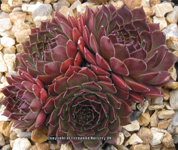 Photo of Hen and Chicks (Sempervivum 'Pacific Knight') uploaded by Patty