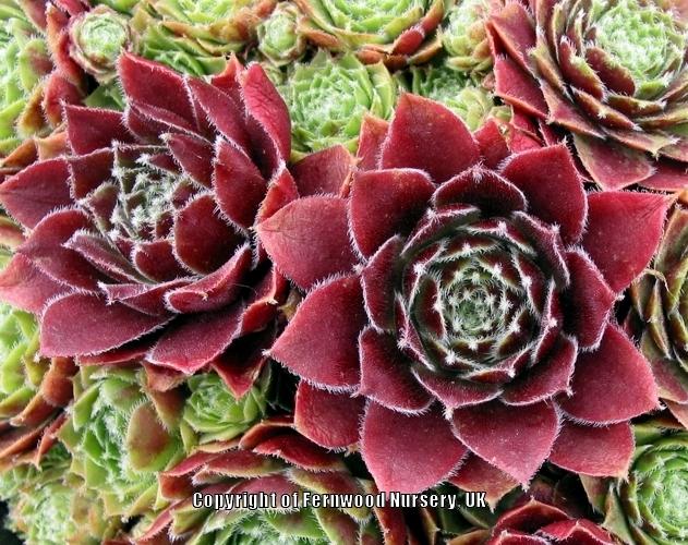 Photo of Hen and Chicks (Sempervivum 'Fair Lady') uploaded by Patty