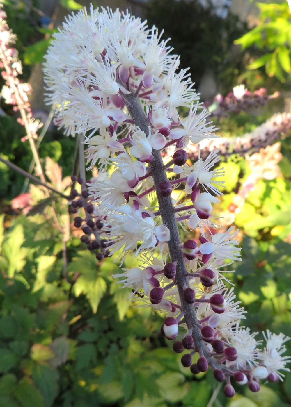 Photo of Bugbane (Actaea racemosa 'Atropurpurea') uploaded by foraygardengirl