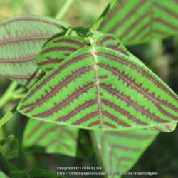 Location: Daytona Beach, Florida
Date: 2014-10-10 
The common name of Butterfly Plant, because the leaf resembles th