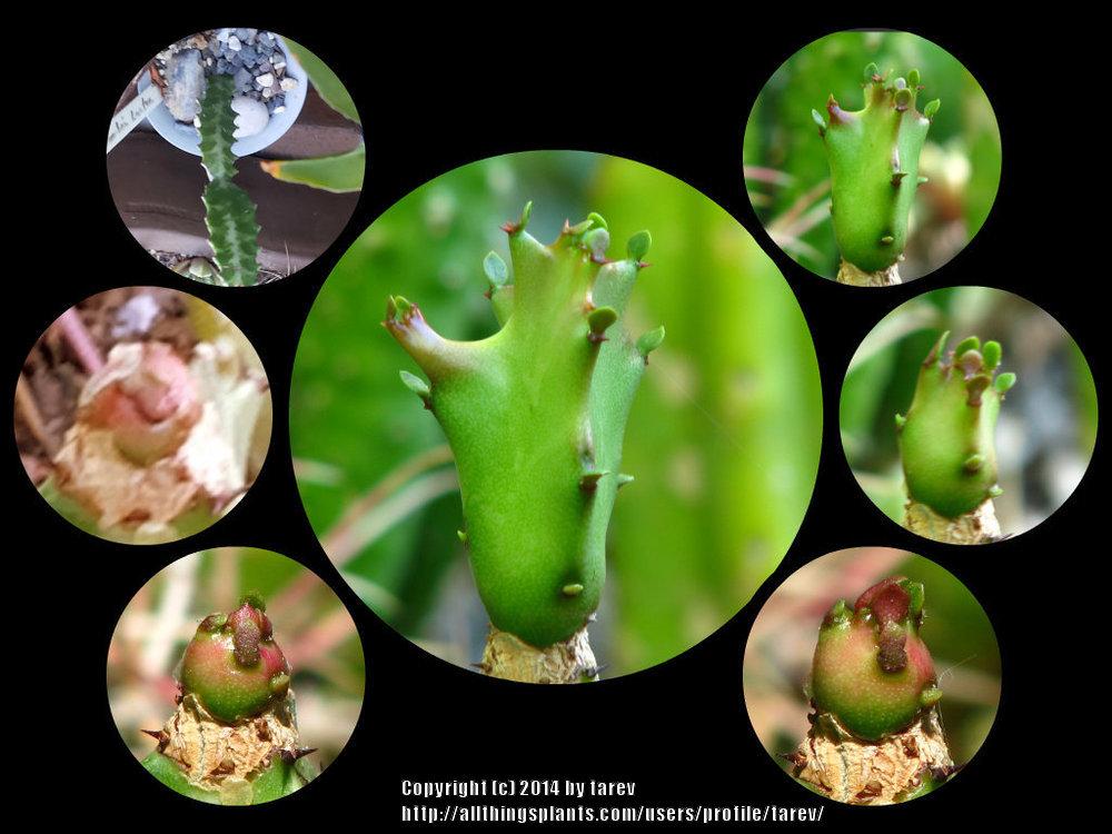 Photo of Candelabra Plant (Euphorbia lactea) uploaded by tarev