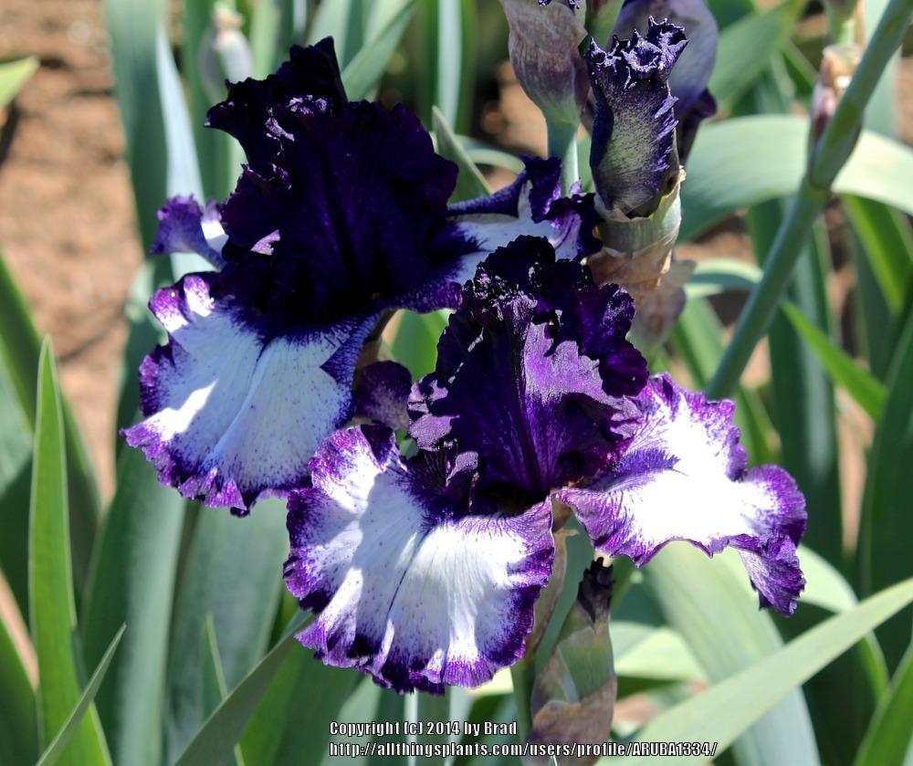 Photo of Tall Bearded Iris (Iris 'Grapetizer') uploaded by ARUBA1334