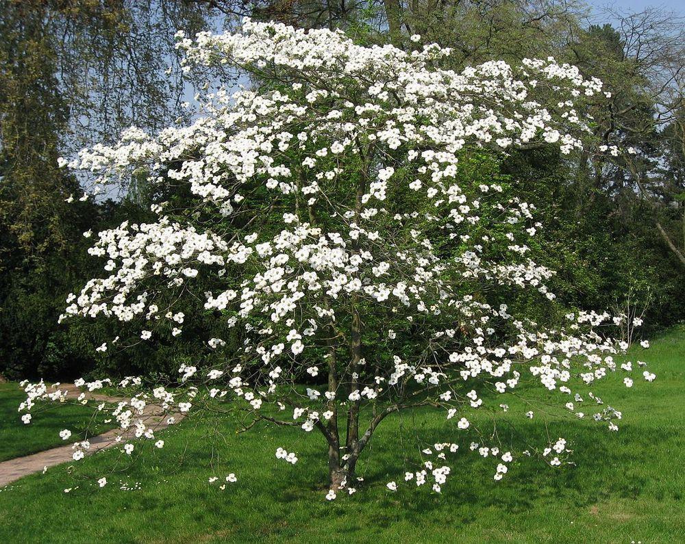 Photo of Flowering Dogwood (Cornus florida) uploaded by admin