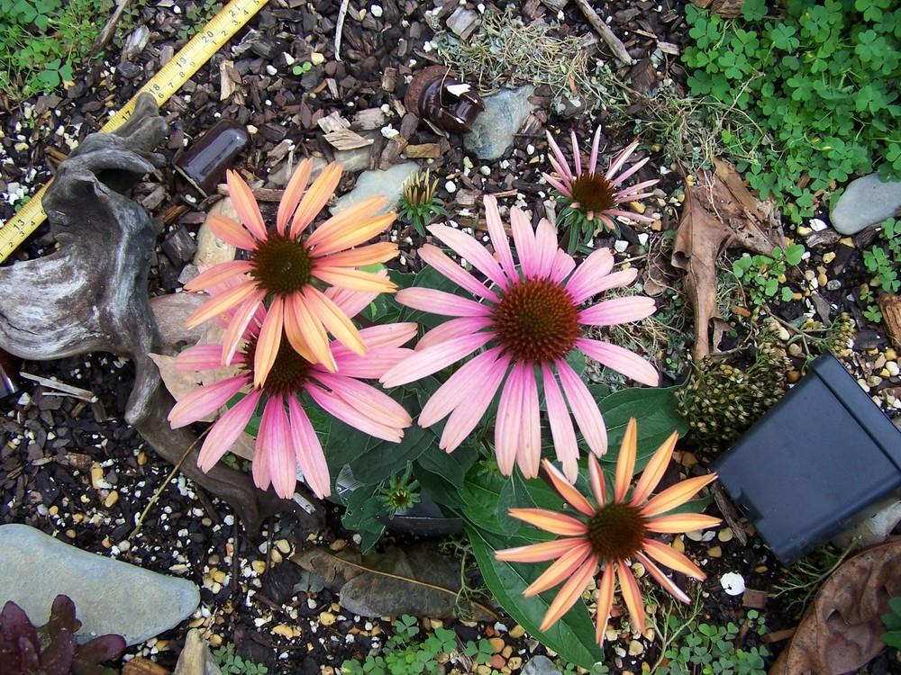 Photo of Coneflower (Echinacea Big Sky™ Summer Sky) uploaded by chickhill