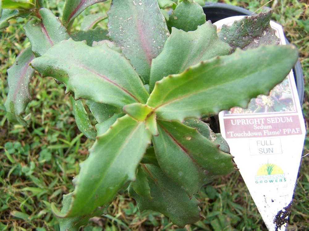 Photo of Stonecrop (Hylotelephium telephium subsp. telephium Touchdown™ Flame) uploaded by chickhill