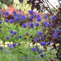 Location: My garden in N E Pa. 
Date: 2014-05-31
Double blue flowers.