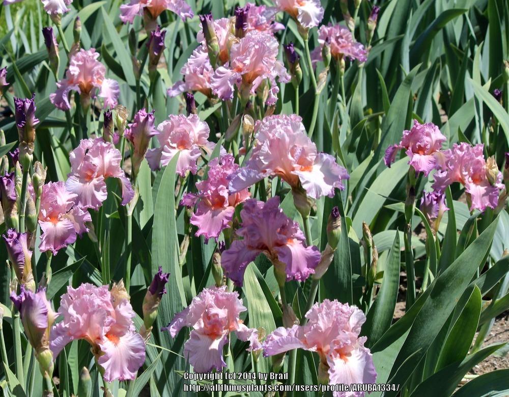 Photo of Tall Bearded Iris (Iris 'Jennifer Rebecca') uploaded by ARUBA1334