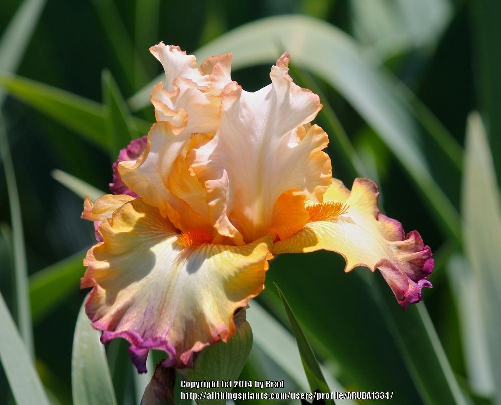 Photo of Tall Bearded Iris (Iris 'Expect Wonders') uploaded by ARUBA1334