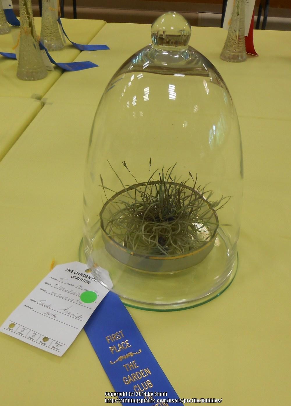Photo of Ball Moss (Tillandsia recurvata) uploaded by Bubbles