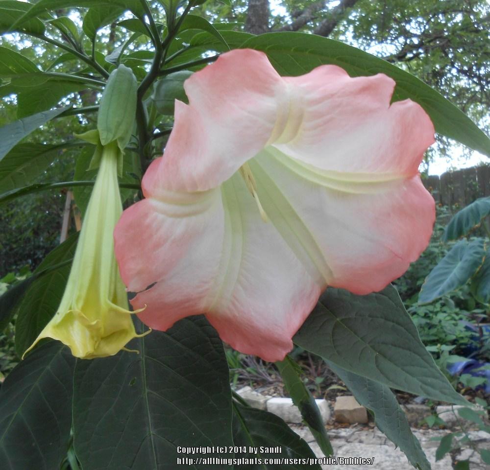 Photo of Angel Trumpet (Brugmansia 'Isabella') uploaded by Bubbles