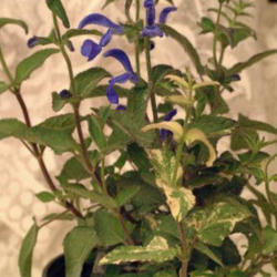 Location: Georgia, USA
Salvia patens showing a variegated mutation or sport.  Sadly, the