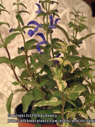 Photo of Gentian Sage (Salvia patens) uploaded by Danita
