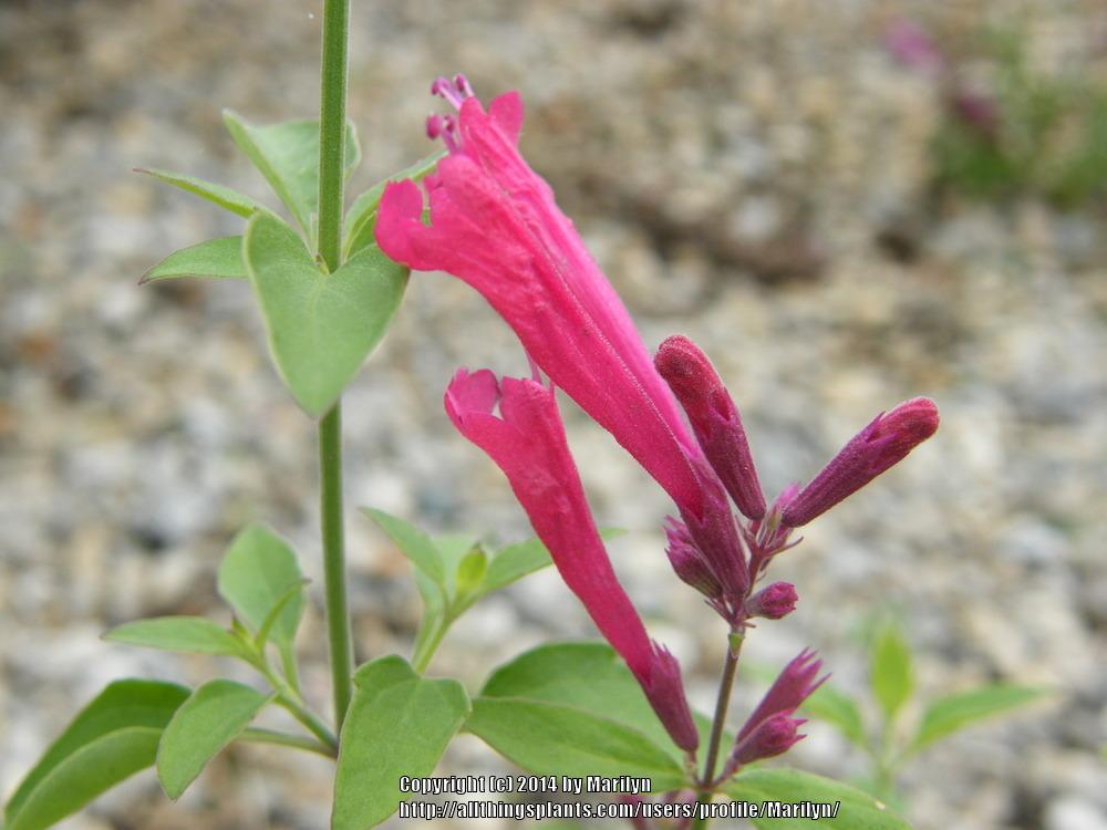 Photo of Hummingbird Mint (Agastache 'Red Happiness') uploaded by Marilyn