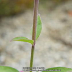 Location: My garden in Kentucky
Date: 2014-10-12
Brand new Agastache from High Country Gardens this Fall!