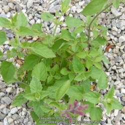 Location: My garden in Kentucky
Date: 2014-10-12
Brand new Agastache from High Country Gardens this Fall!