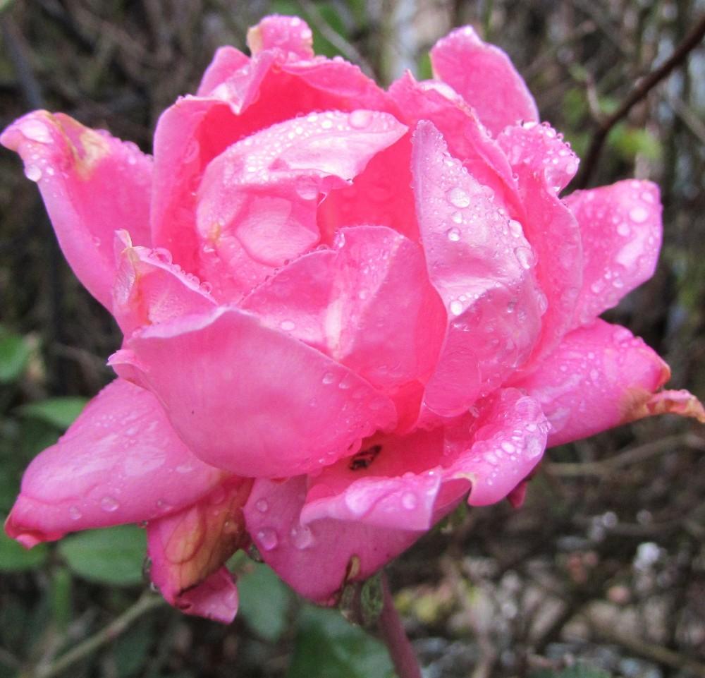Photo of Rose (Rosa 'Pink Double Knock Out') uploaded by SongofJoy