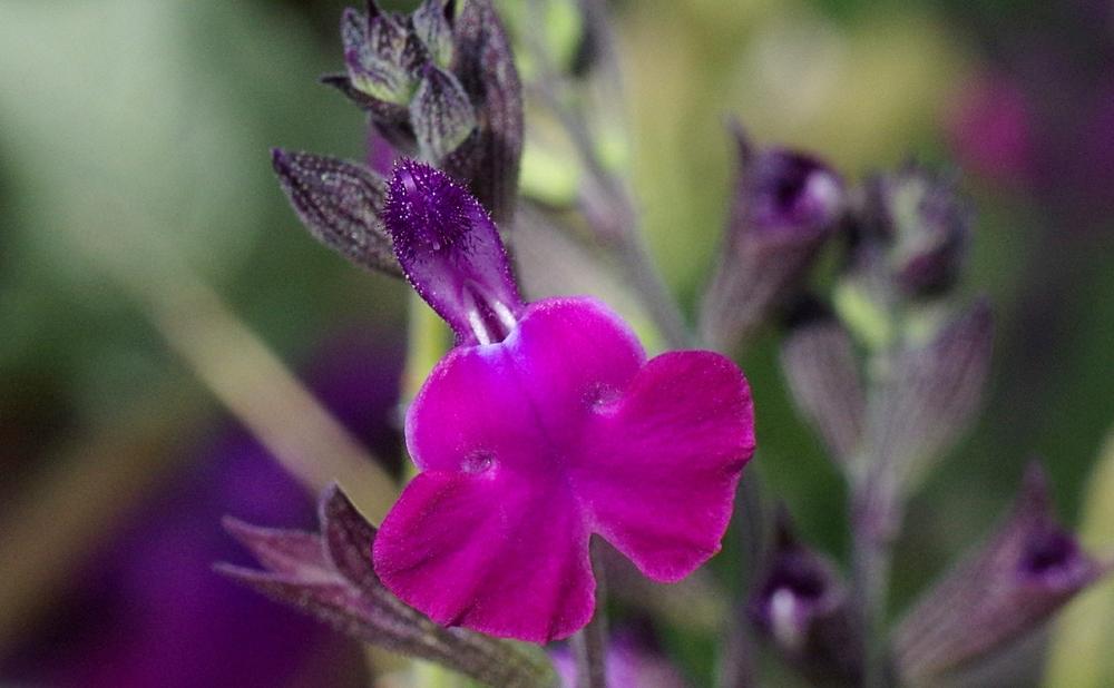 Photo of Sage (Salvia 'Ultra Violet') uploaded by dirtdorphins