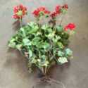 Don't Throw Out Those Pelargoniums at the End of the Season!