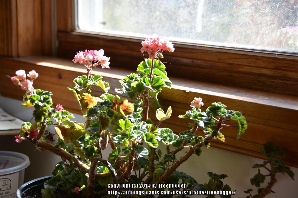 Photo of Miniature Zonal Geranium (Pelargonium 'Jane Eyre') uploaded by treehugger