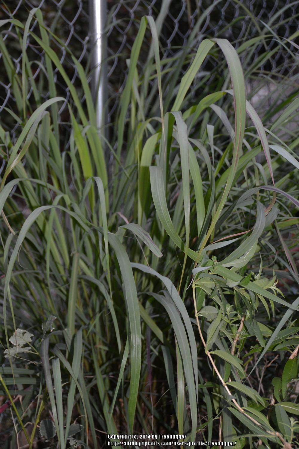 Photo of Lemon Grass (Cymbopogon citratus) uploaded by treehugger