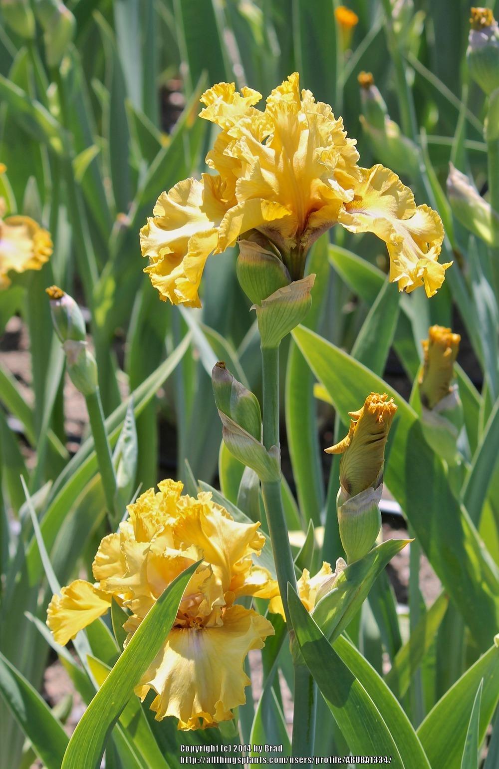 Photo of Tall Bearded Iris (Iris 'Bamboo Shadows') uploaded by ARUBA1334