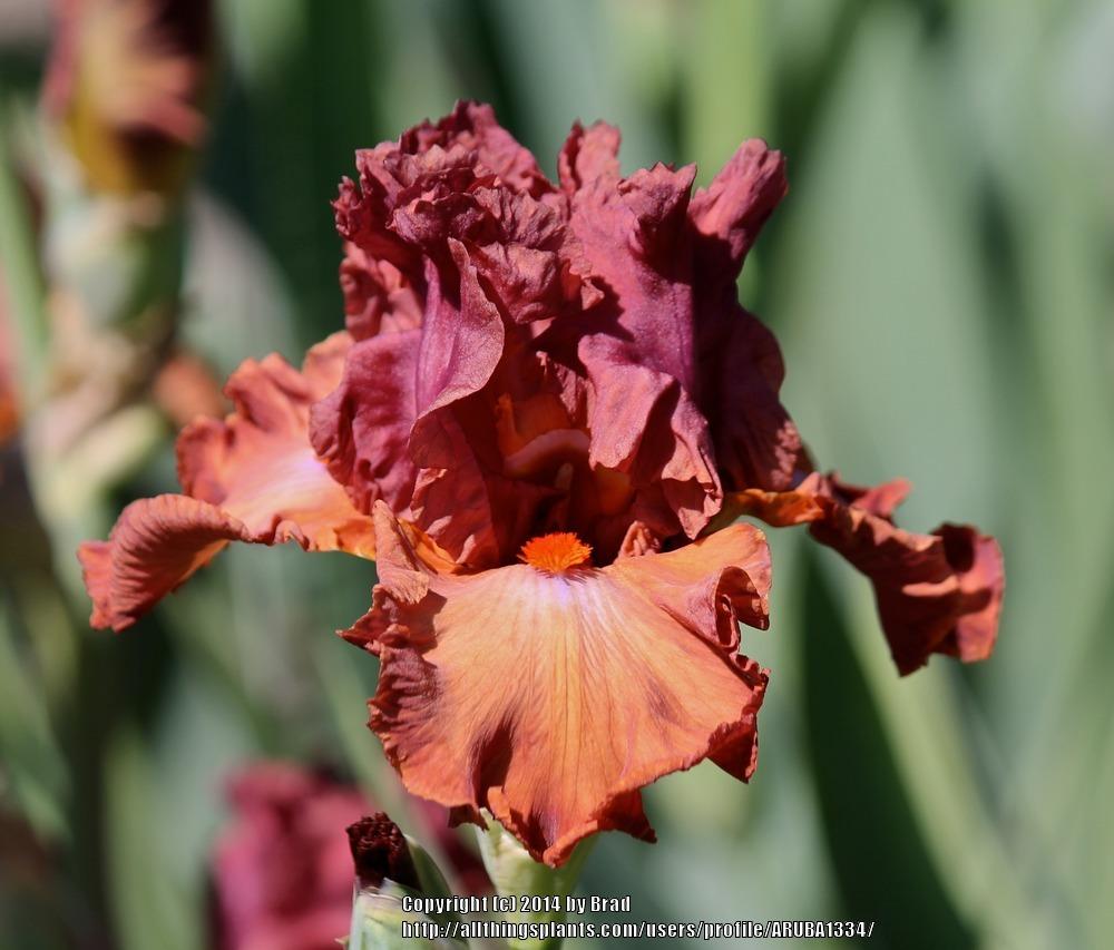 Photo of Tall Bearded Iris (Iris 'Safari Sunset') uploaded by ARUBA1334