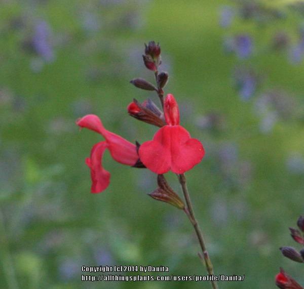 Photo of Autumn Sage (Salvia greggii 'Lipstick') uploaded by Danita