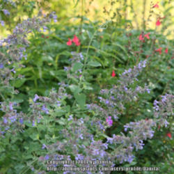 Location: Georgia, USA
Date: Late Spring
'Walker's Low' growing with Salvia greggii 'Lipstick'