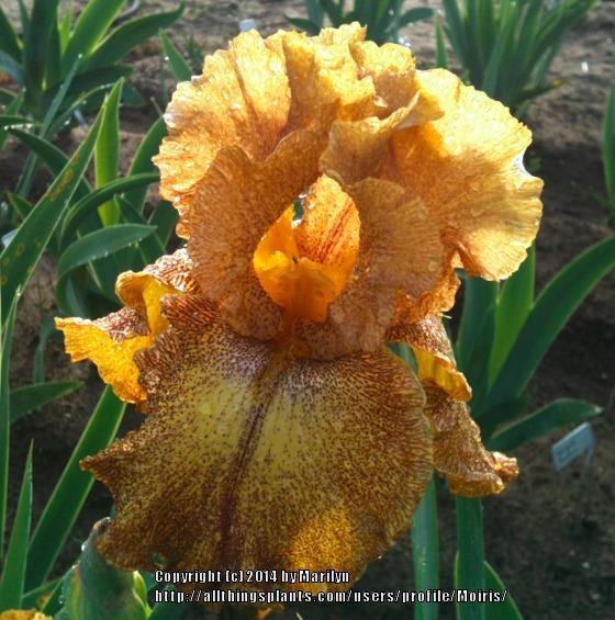 Photo of Tall Bearded Iris (Iris 'Camera Ready') uploaded by Moiris
