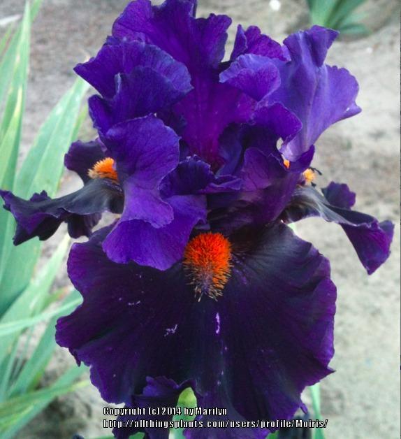 Photo of Tall Bearded Iris (Iris 'Crete') uploaded by Moiris
