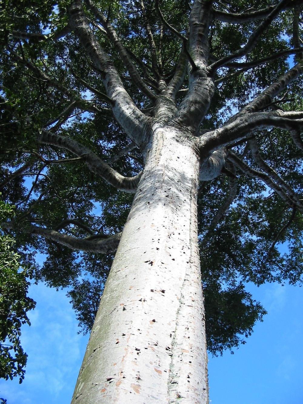 Photo of Queensland Kauri (Agathis robusta) uploaded by admin