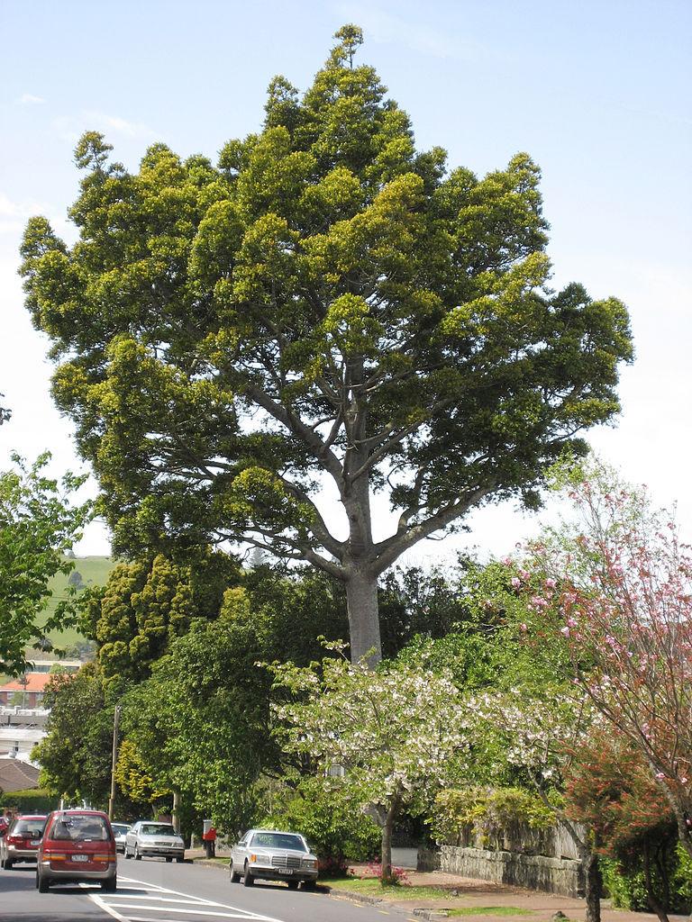 Photo of Queensland Kauri (Agathis robusta) uploaded by admin