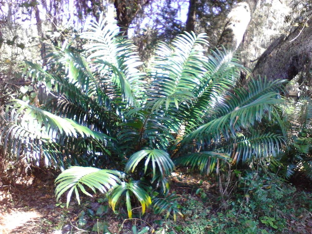 Photo of Cycad (Encephalartos hildebrandtii) uploaded by cycadjungle