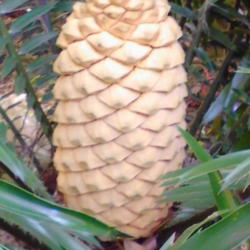 Location: Lakeland Florida
Date: 2014-10-12
female cone