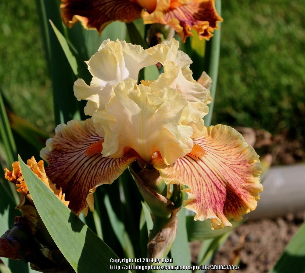 Photo of Tall Bearded Iris (Iris 'Girl Gone Wild') uploaded by ARUBA1334