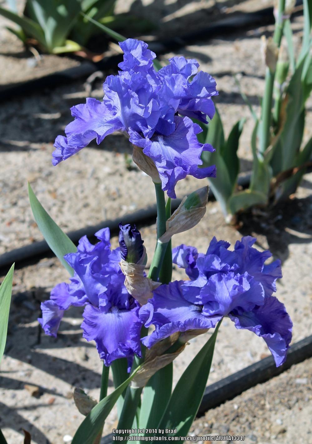 Photo of Tall Bearded Iris (Iris 'Autumn Sapphire') uploaded by ARUBA1334