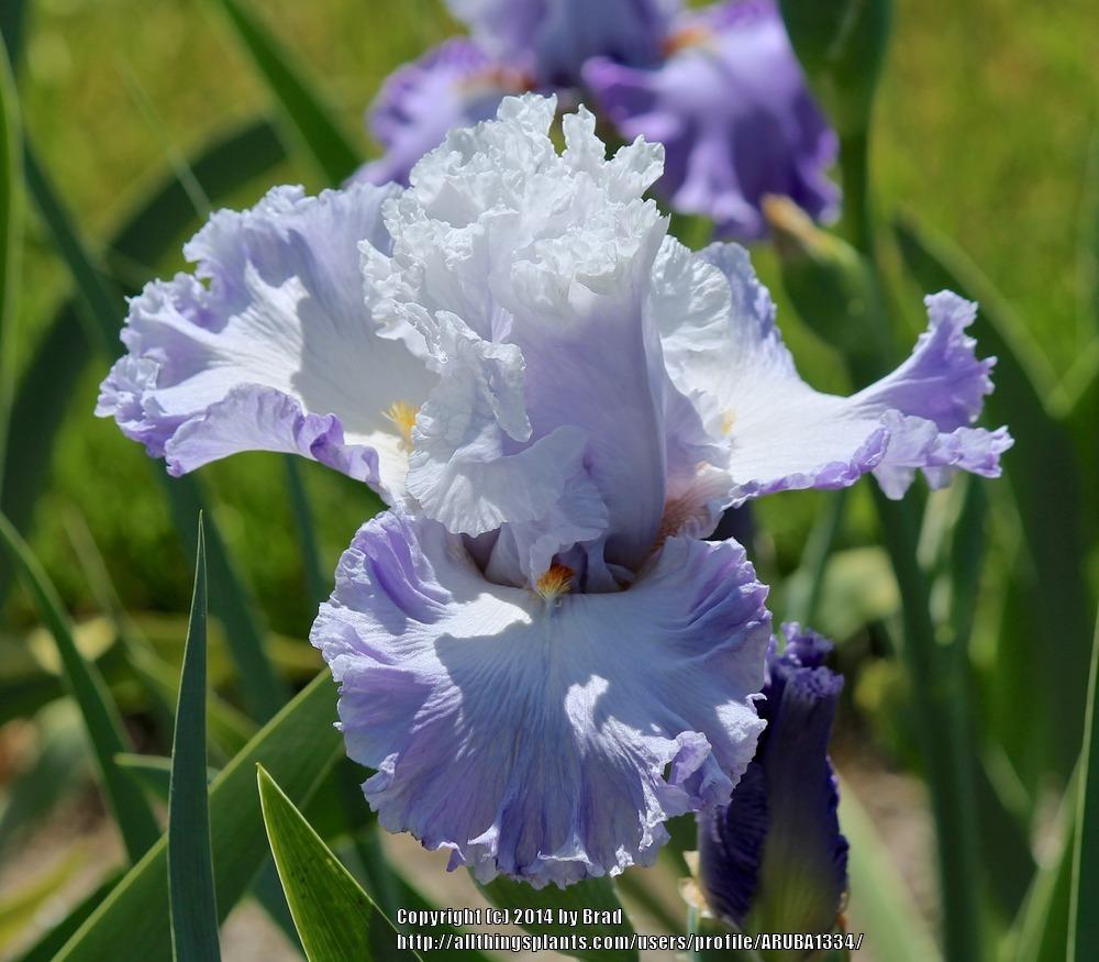 Photo of Tall Bearded Iris (Iris 'Babylon Queen') uploaded by ARUBA1334