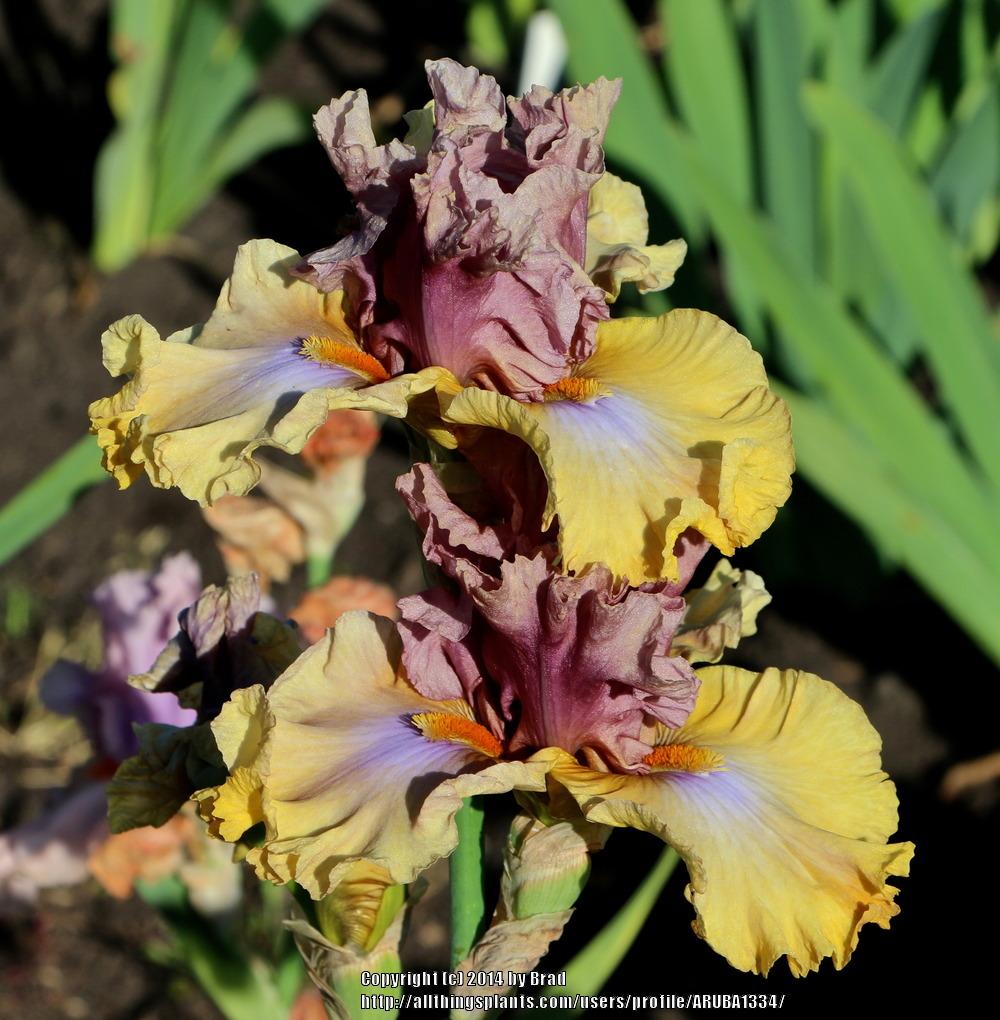 Photo of Tall Bearded Iris (Iris 'Land Down Under') uploaded by ARUBA1334