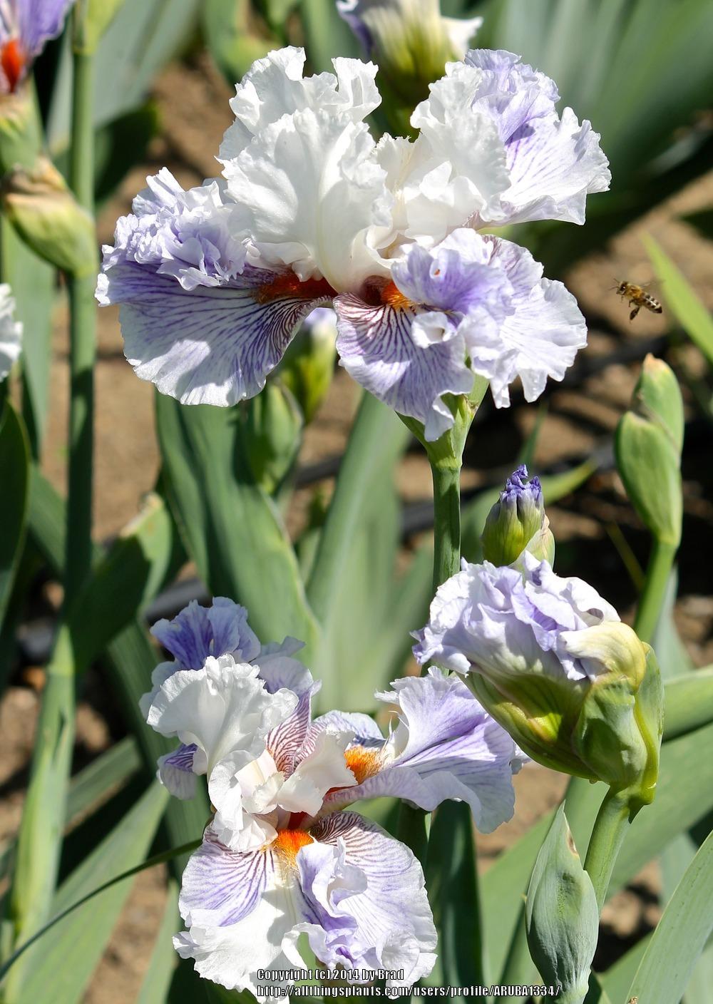 Photo of Tall Bearded Iris (Iris 'Maypearl') uploaded by ARUBA1334