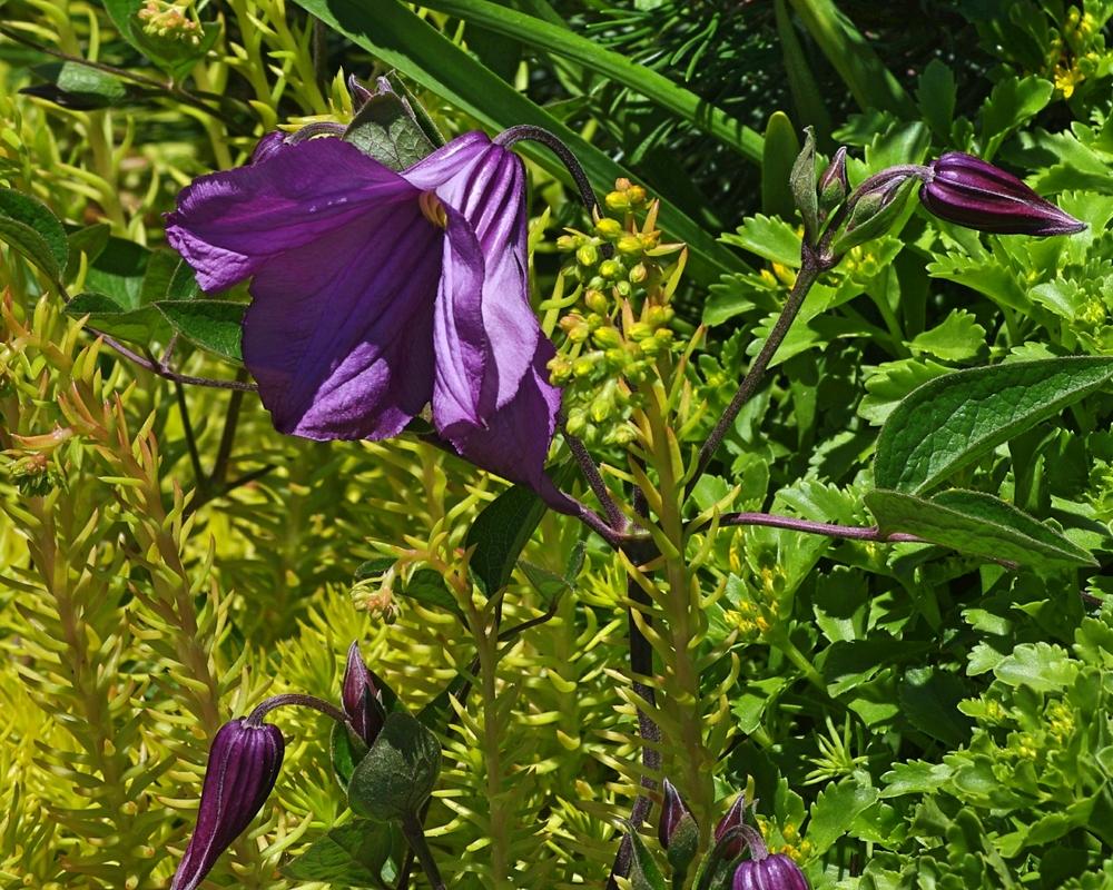 Photo of Clematis (Clematis integrifolia 'Pamiat Serdtsa') uploaded by dirtdorphins
