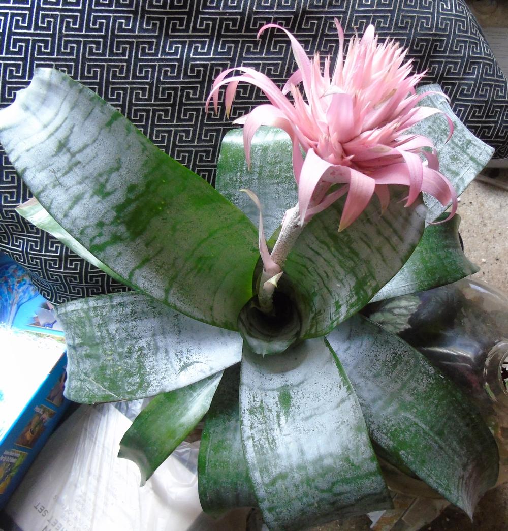 Photo of Urn Plant (Aechmea fasciata) uploaded by Cinta