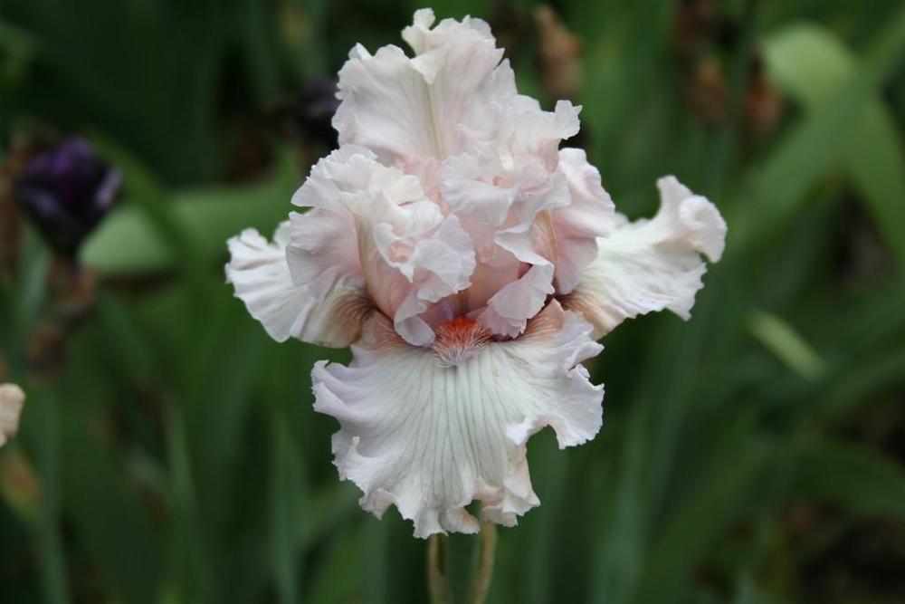 Photo of Tall Bearded Iris (Iris 'Rite of Passage') uploaded by KentPfeiffer