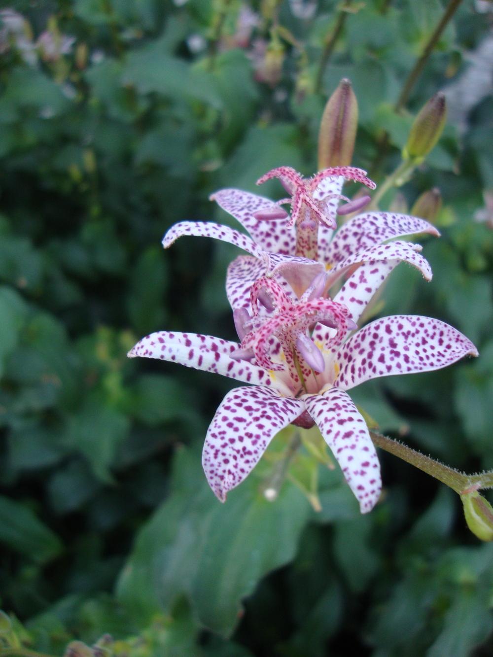 Photo of Japanese Toad Lily (Tricyrtis hirta) uploaded by Paul2032
