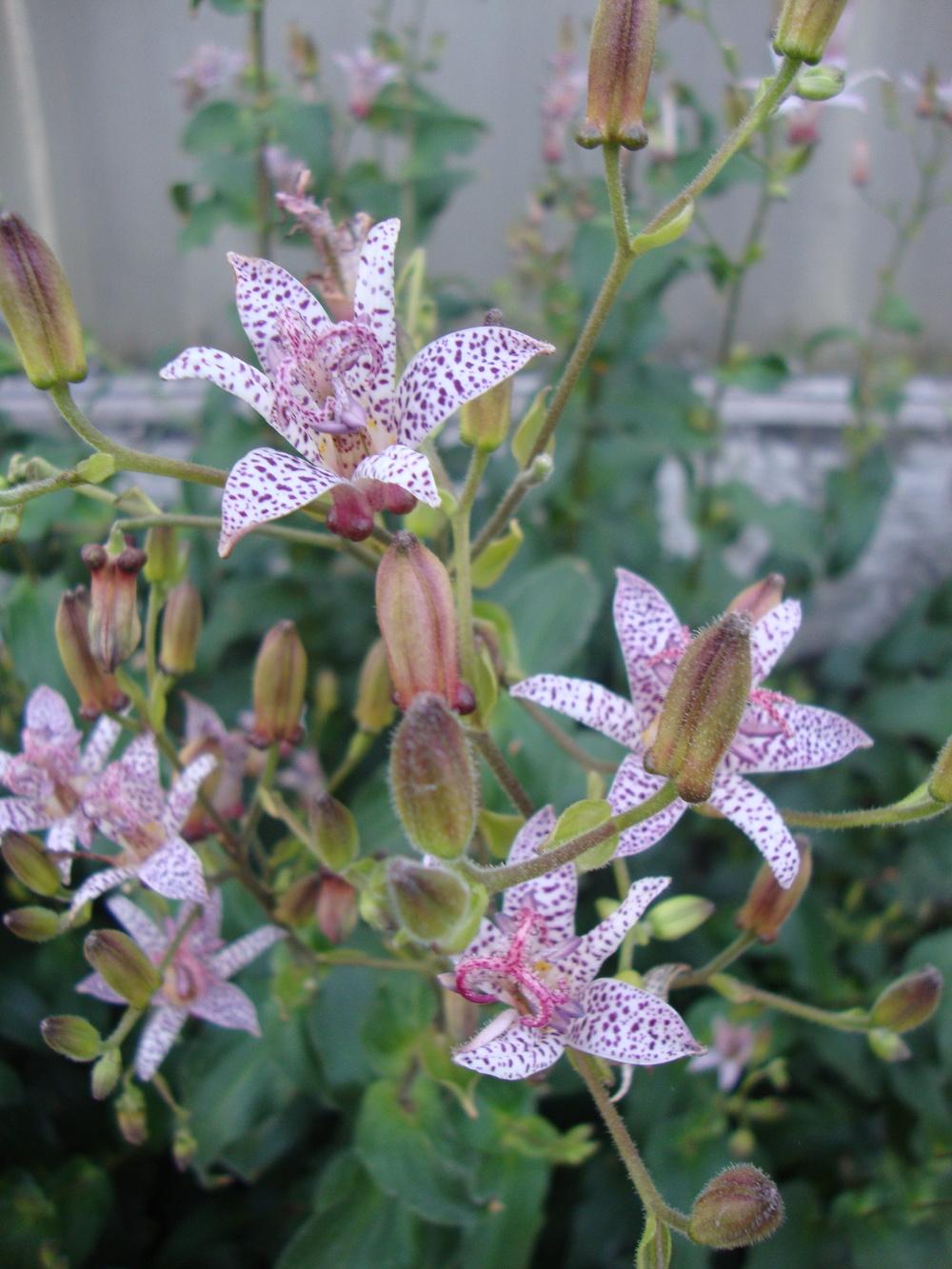 Photo of Japanese Toad Lily (Tricyrtis hirta) uploaded by Paul2032