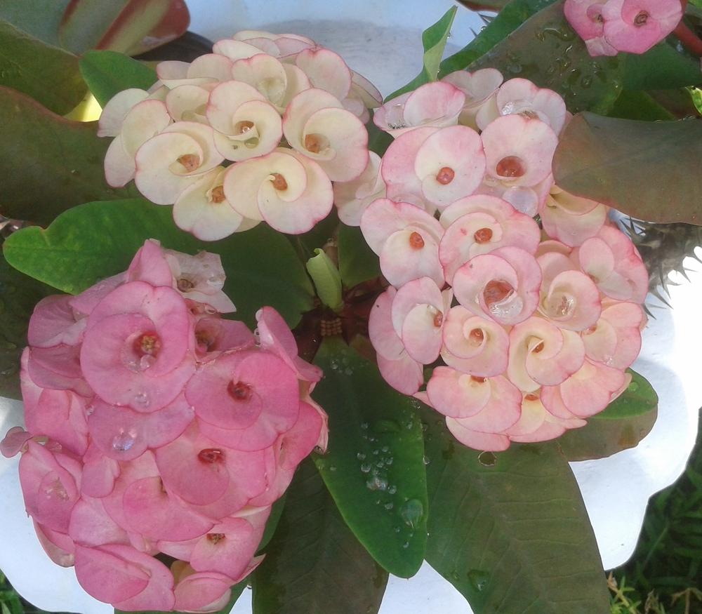 Photo of Crown of Thorns (Euphorbia milii) uploaded by Rosegal